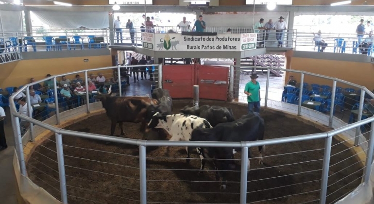 Sindicato Rural de Patos de Minas fomenta agronegócio local no leilão de animais