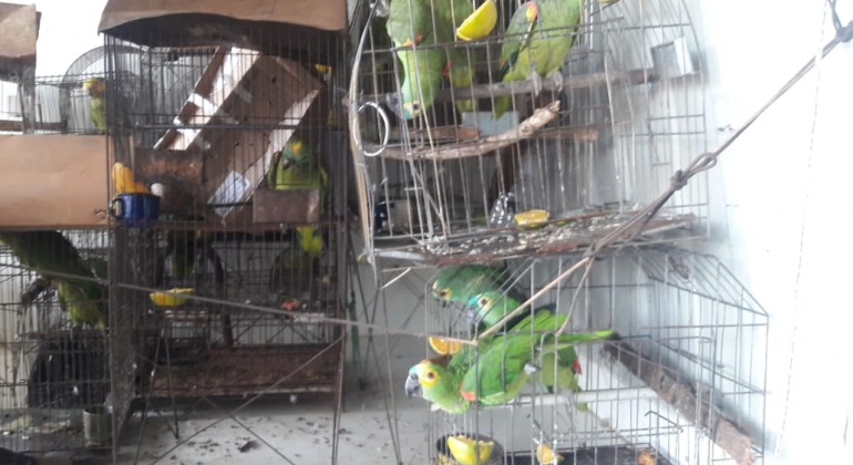Unidade Móvel de entrega voluntária recolhe mais de 40 animais silvestres em Presidente Olegário Unidade Móvel de entrega voluntária recolhe mais de 40 animais silvestres em Presidente Olegário