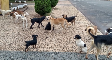 Moradores reclamam de excesso de cachorros nas ruas de Presidente Olegário