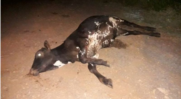 Motoqueiro morre ao atropelar animal que estava dentro da pista em Patos Minas
