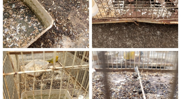 PM encontra pássaros em condições de maus tratos em casa na cidade de Lagoa Formosa PM encontra pássaros em condições de maus tratos em casa na cidade de Lagoa Formosa
