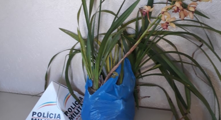 Crime inusitado: homem furta orquídeas em Carmo do Paranaíba e acaba preso Crime inusitado: homem furta orquídeas em Carmo do Paranaíba e acaba preso