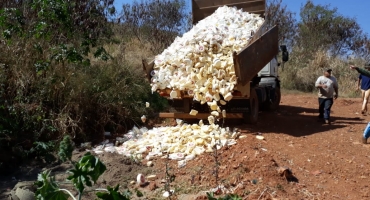 8 mil quilos de queijo com selos e rótulos falsificados são apreendidos e destruídos em Carmo do Paranaíba 8 mil quilos de queijo com selos e rótulos falsificados são apreendidos e destruídos em Carmo do Paranaíba