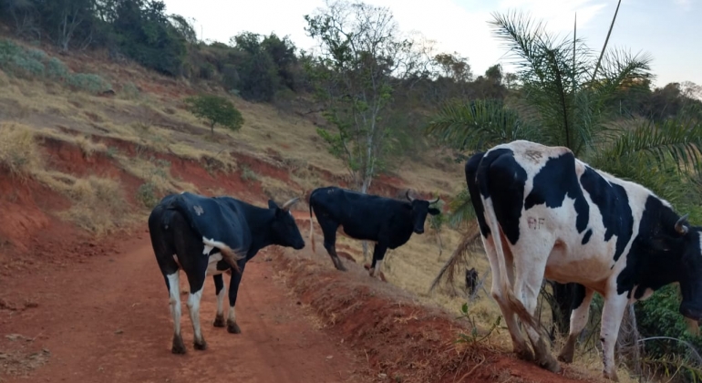 Polícia Civil volta a apreender animais bovinos na zona rural de Rio Paranaíba Polícia Civil volta a apreender animais bovinos na zona rural de Rio Paranaíba