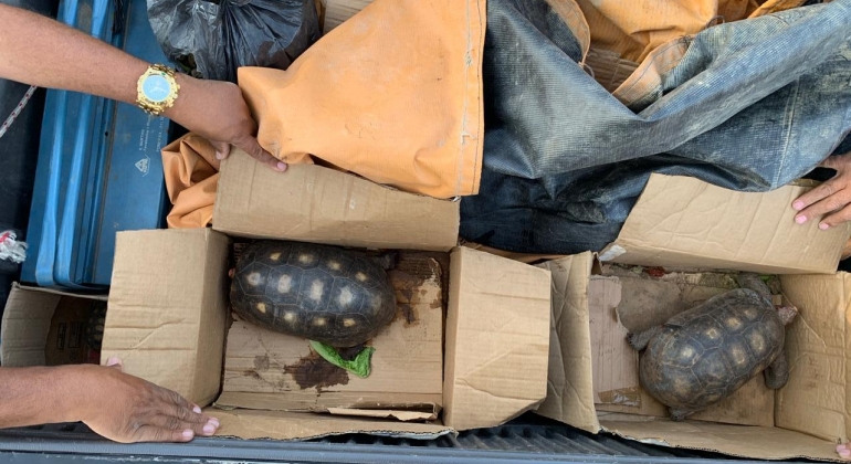 Polícia Militar prende três por pesca ilegal e transporte de animais silvestres Polícia Militar prende três por pesca ilegal e transporte de animais silvestres