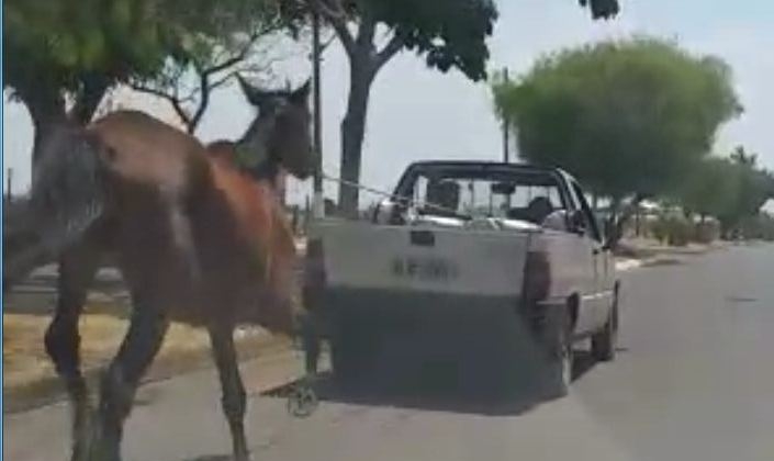 Covardia: Internauta flagra animal sendo puxado amarrado em carroceria de automóvel Covardia: Internauta flagra animal sendo puxado amarrado em carroceria de automóvel