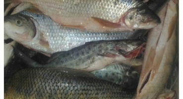 Homem de Carmo do Paranaíba é preso praticando pesca ilegal no Rio Areado Homem de Carmo do Paranaíba é preso praticando pesca ilegal no Rio Areado