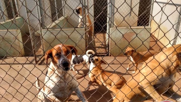 Parceria entre UNIPAM, Prefeitura e ASPAA oferecerá castração de cães e gatos em Patos de Minas Parceria entre UNIPAM, Prefeitura e ASPAA oferecerá castração de cães e gatos em Patos de Minas