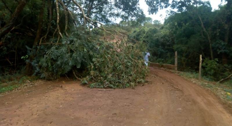 Chuva acompanhada de rajadas de ventos derruba árvores e interdita estrada no município de Lagoa Formosa