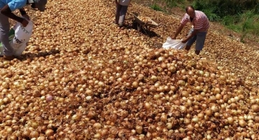 Produtor de Lagamar descarta toneladas de cebolas próximo ao perímetro urbano de Lagoa Formosa 