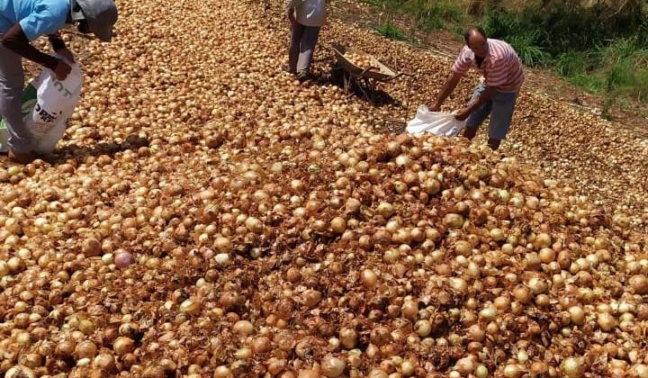Produtor de Lagamar descarta toneladas de cebolas próximo ao perímetro urbano de Lagoa Formosa 
