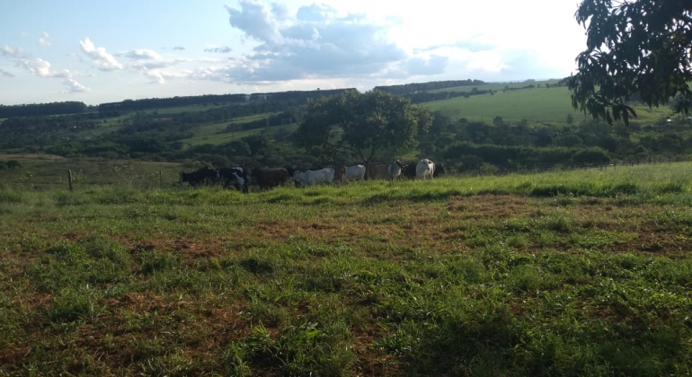 PM recupera gado furtado e leva três suspeitos do crime para a Delegacia de Patos de Minas