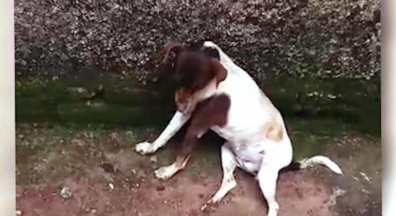 Polícia Militar de Lagoa Formosa registra mortes de cães por envenenamento no Distrito de Limeira Polícia Militar de Lagoa Formosa registra mortes de cães por envenenamento no Distrito de Limeira