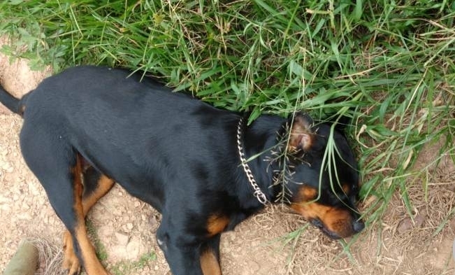Durante assalto bandidos espancam vítimas e matam cachorra a tiros
