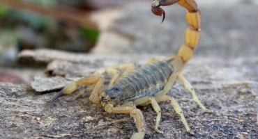 Zoonoses  de Patos de Minas alerta para picadas de escorpião que são mais comuns no verão