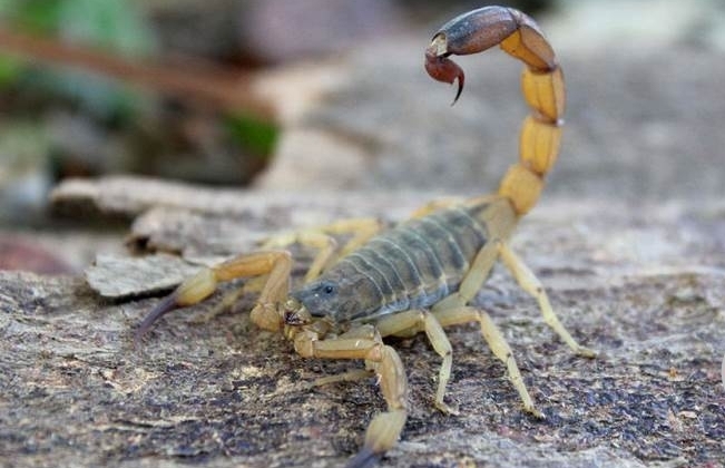 Zoonoses  de Patos de Minas alerta para picadas de escorpião que são mais comuns no verão