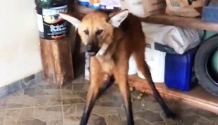 Lobo-guará é capturado em uma garagem de Rio Paranaíba