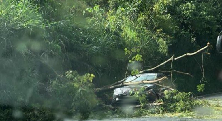 Motorista colide carro contra árvore que caiu na  MGC-354 em Patos de Minas