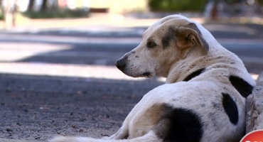 Cães e gatos abandonados nas ruas de Patos de Minas serão castrados e receberão chip de identificação