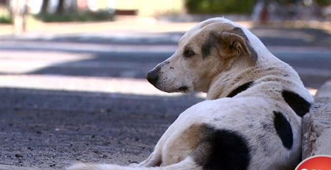 Cães e gatos abandonados nas ruas de Patos de Minas serão castrados e receberão chip de identificação