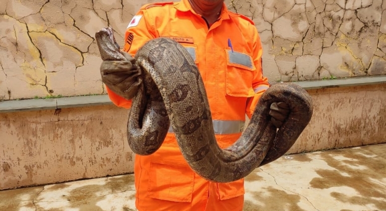 Serpentes são capturadas pelo Corpo de Bombeiros na cidade de Patos de Minas