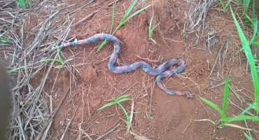 Lagoa Formosa: aparecimento de cobras aumenta no Bairro Santa Cruz e moradores fazem apelo aos proprietários de lotes vagos