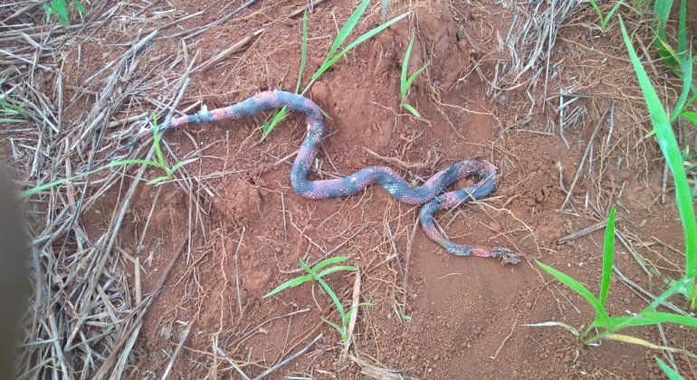 Lagoa Formosa: aparecimento de cobras aumenta no Bairro Santa Cruz e moradores fazem apelo aos proprietários de lotes vagos