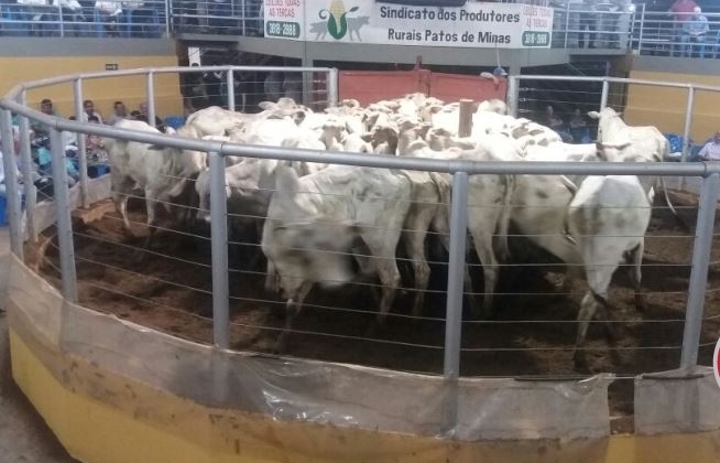 Sindicato rural de Patos de Minas promove primeiro leilão virtual de gado
