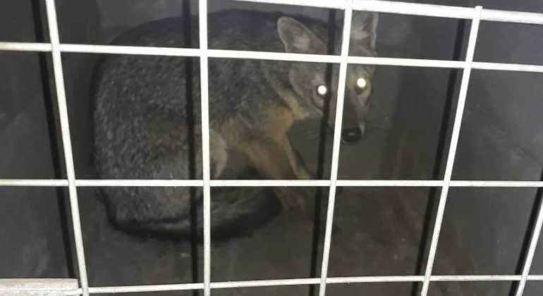 Raposa é capturada dentro de garagem de residência no Bairro JK em Carmo do Paranaíba Raposa é capturada dentro de garagem de residência no Bairro JK em Carmo do Paranaíba