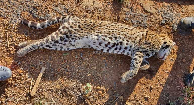 Jaguatirica é encontrada atropelada às margens da MG 230 em Rio Paranaíba