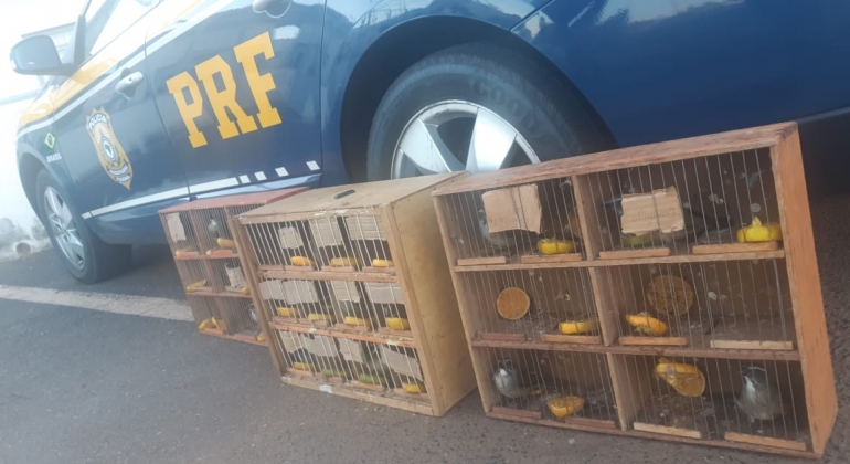PRF de Patos de Minas apreende pássaros da fauna silvestre durante abordagem na BR-365