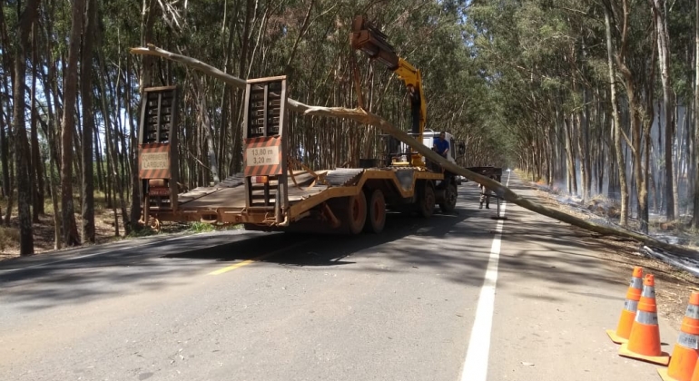 Queimada causa queda de eucalipto na rodovia AMG 1410 em Carmo do Paranaíba 