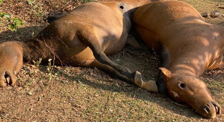 Equinos morrem em pastagem no município de Carmo do Paranaíba e causa pode ser envenenamento