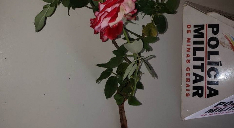 Lagoa Formosa: homem arranca roseira na orla da lagoa e tenta vendê-la para comprar crack