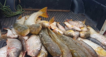 60 quilos de peixes  pescados de foram irregular no Rio da Prata são apreendidos