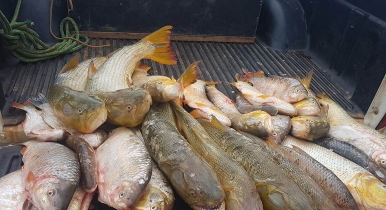 60 quilos de peixes  pescados de foram irregular no Rio da Prata são apreendidos