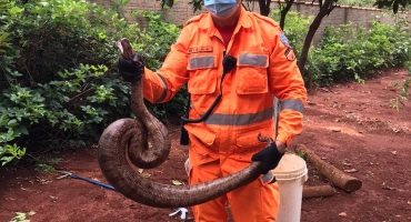  Corpo de Bombeiros captura jiboia de 2,5 metros em Patos de Minas