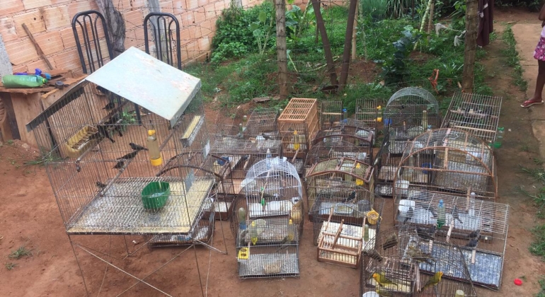 Polícia Militar apreende em Carmo do Paranaíba 70 pássaros da fauna silvestre que estavam em cativeiro 