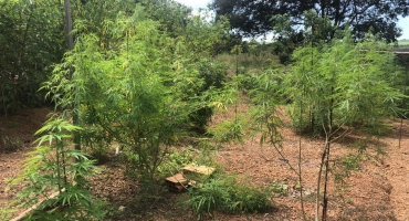 PM encontra dezenas de pés de maconha e estoura laboratório de pesquisa e cruzamento de drogas