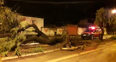 Temporal com rajadas de ventos derruba árvore e danifica rede telefônica em Patos de Minas