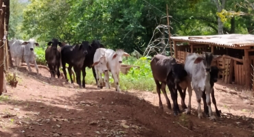 Polícia Civil recupera animais furtados e prende homem de 46 anos por receptação 