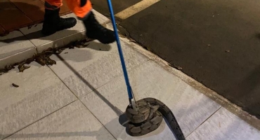 Cobra jiboia é encontrada em roda de veículo no Bairro Copacabana em Patos de Minas