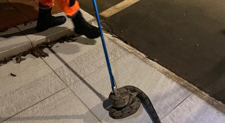 Cobra jiboia é encontrada em roda de veículo no Bairro Copacabana em Patos de Minas