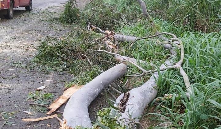 Chuva forte deixa galhos de árvores pendurados na MGC 354