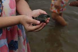 Espécies de peixes devolvidas à microbacia do Córrego do Arroz e Córrego do Bauzinhos são capturadas por pessoas não identificadas