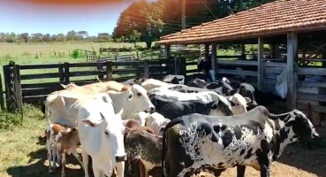 Polícia Civil recupera em Patos de Minas rebanho furtado na cidade de João Pinheiro