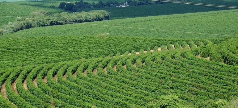 Receita de exportações do agro mineiro cresce 15% no primeiro trimestre