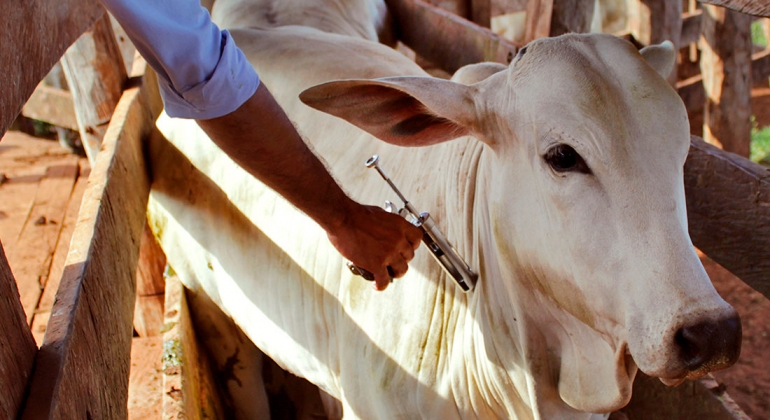 Vacinação contra a febre aftosa começa neste sábado em Minas Gerais  