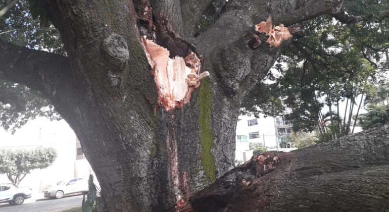 Galho de árvore de grande porte cai na Avenida Getúlio Vargas em Patos de Minas