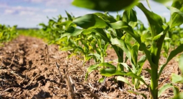 Chuvas irregulares podem afetar a segunda safra de milho